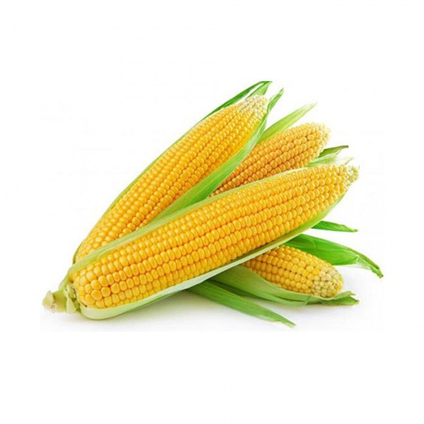 Mısır